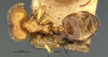 Media type: image;   Entomology 20714 Aspect: habitus dorsal view